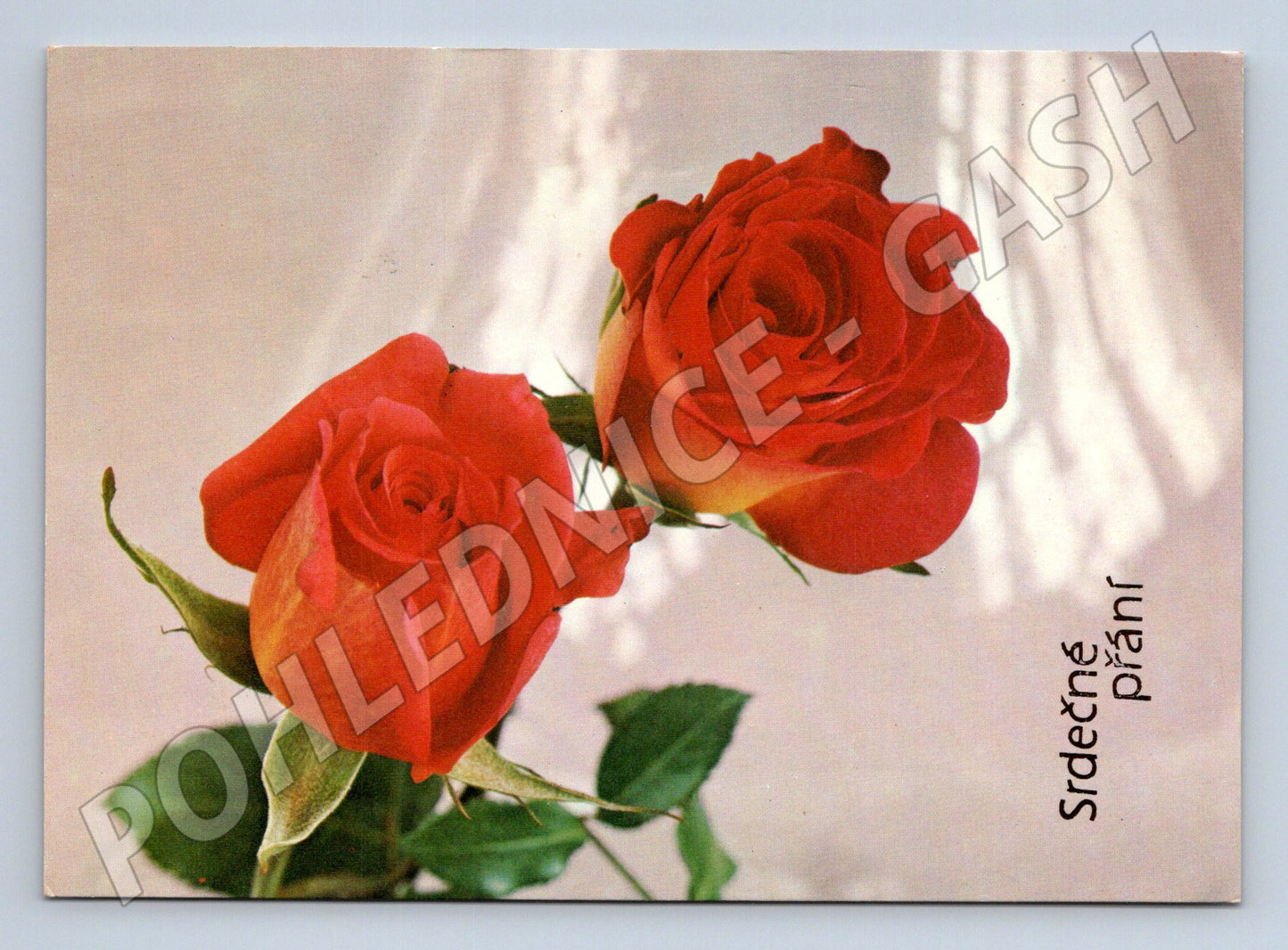 Pohlednice srdečné přání růže 1984 (M20925)