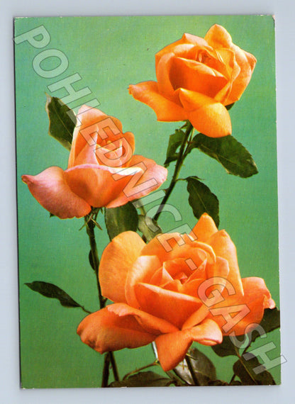 Pohlednice oranžové růže Orbis 1970 (M20955)