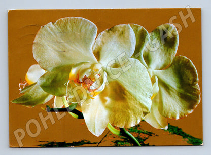 Pohlednice bílá orchidej 1974 (M20966)