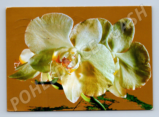 Pohlednice bílá orchidej 1974 (M20966)