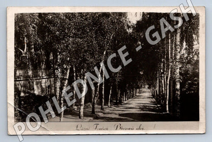 Pohlednice Lázně Toušeň Březová alej 1934 (M2097)