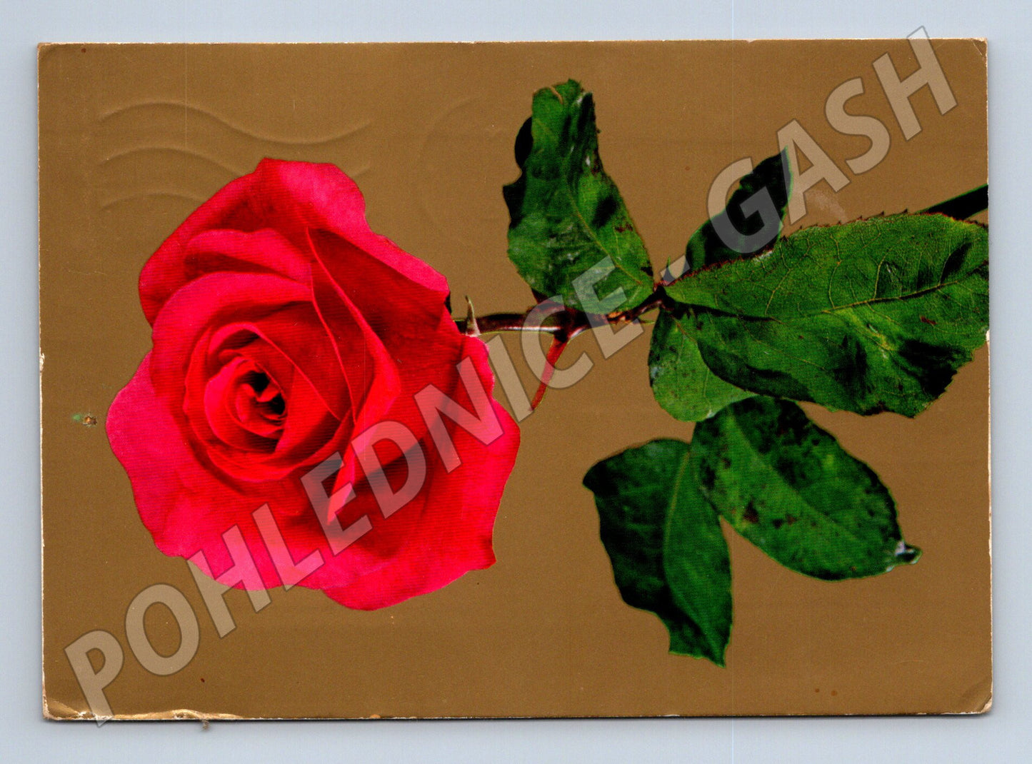 Pohlednice růže 1958 Václav Havlice (M20996)