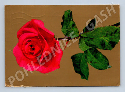 Pohlednice růže 1958 Václav Havlice (M20996)
