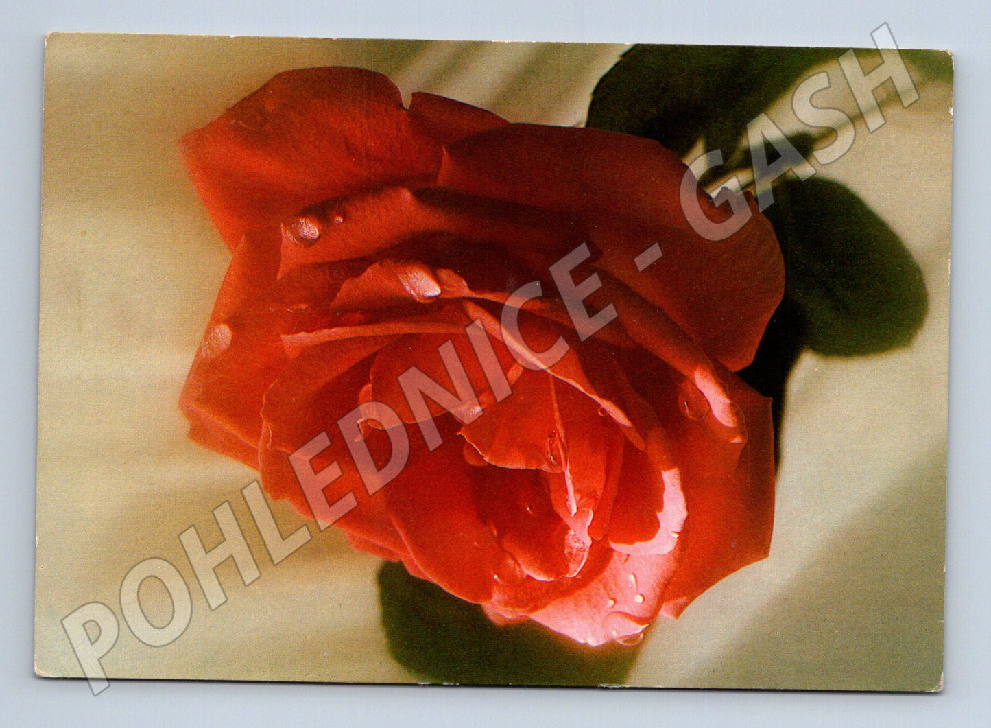 Pohlednice růže srdečné přání 2002 (M20999)