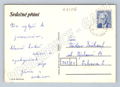 Pohlednice bílá růže přání (M21016)