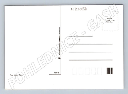 Pohlednice kopretiny (M21054)