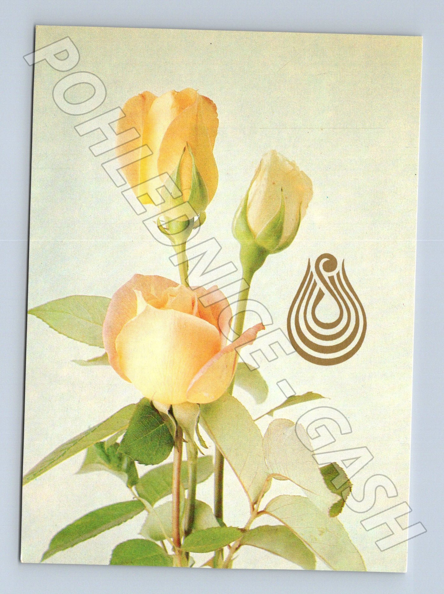 Pohlednice žlutá růže Svépomoc 1985 (M21059)