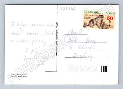 Pohlednice květiny ve váze (M21060)
