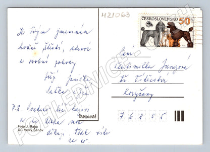 Pohlednice rudá růže ve váze (M21063)
