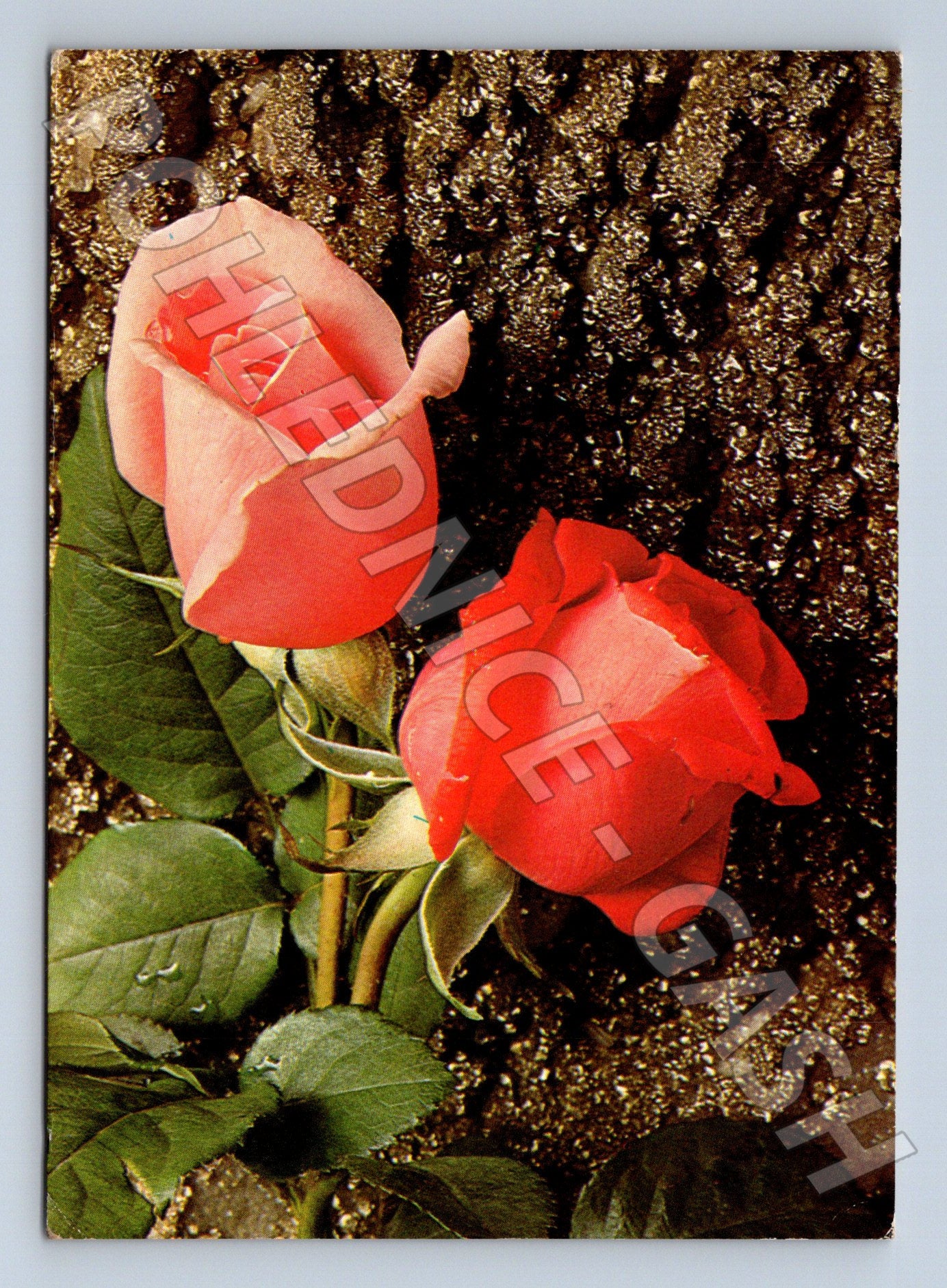 Pohlednice růže velký formát 1977 (M21067)