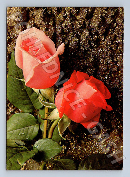 Pohlednice růže velký formát 1977 (M21067)