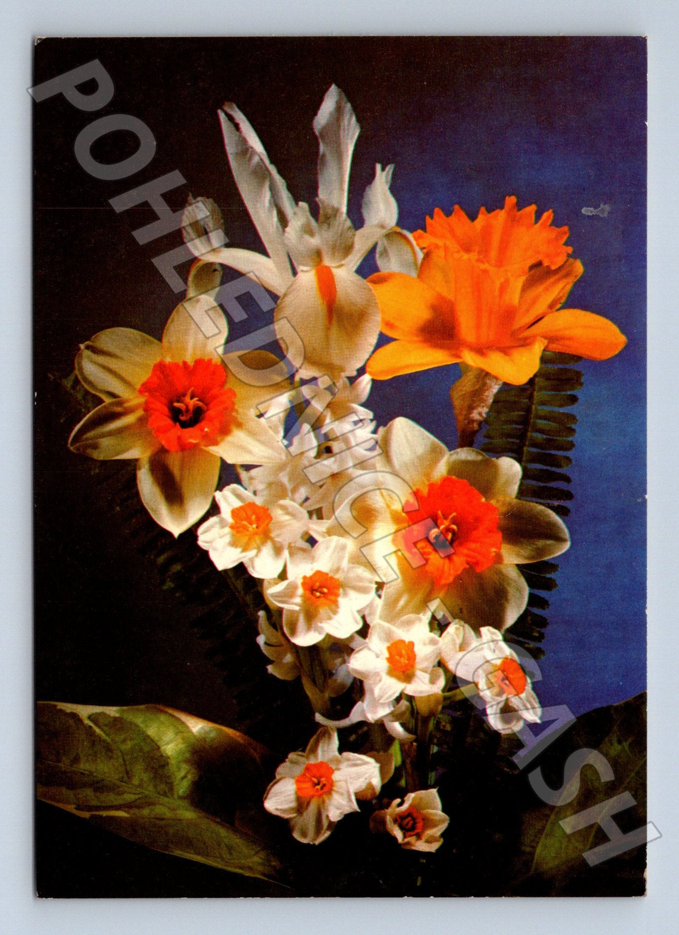 Pohlednice narcisy 1971 (M21069)
