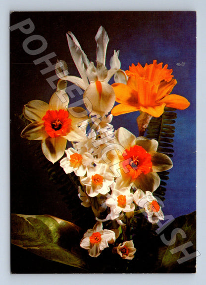 Pohlednice narcisy 1971 (M21069)