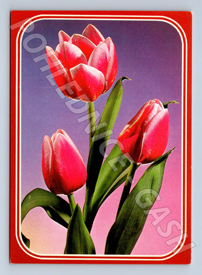 Pohlednice tulipány přání (M21070)