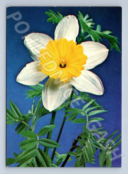 Pohlednice narciska 1986 (M21075)