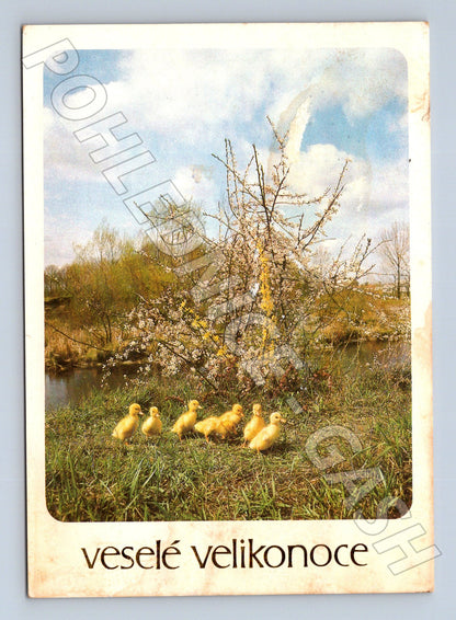 Pohlednice velikonoční housata 1982 (M21121)
