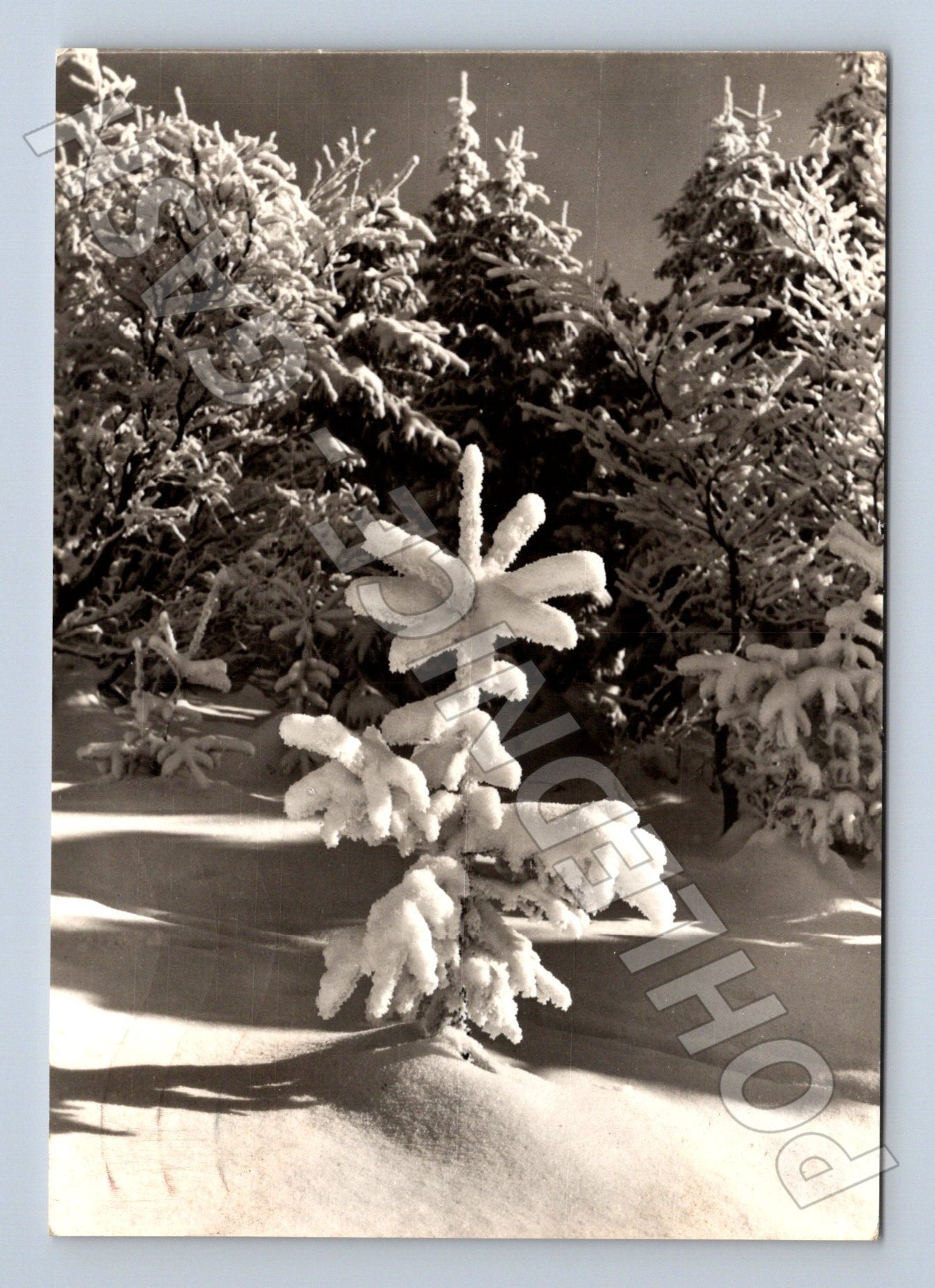 Pohlednice zimní motiv zasněžené větve 1966 (M21605)