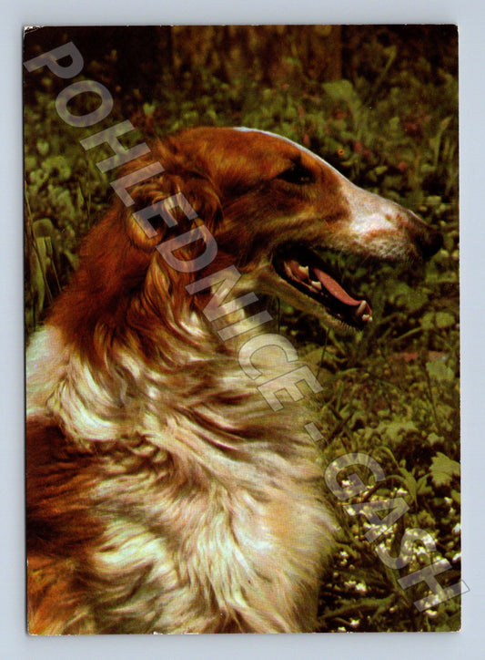 Pohlednice barzoj ruský chrt 1997 (M21656)