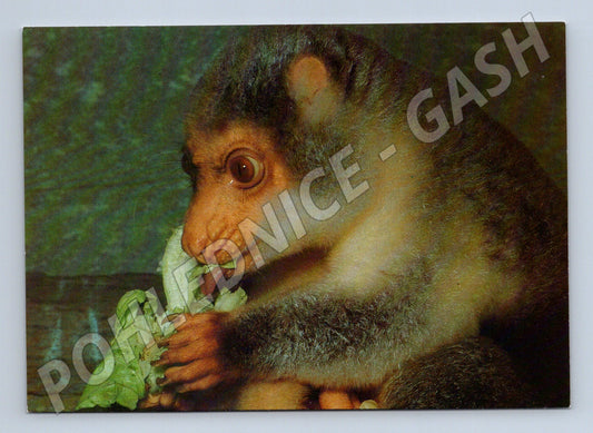 Pohlednice kuskus skvrnitý ZOO Stuttgart (M21661)