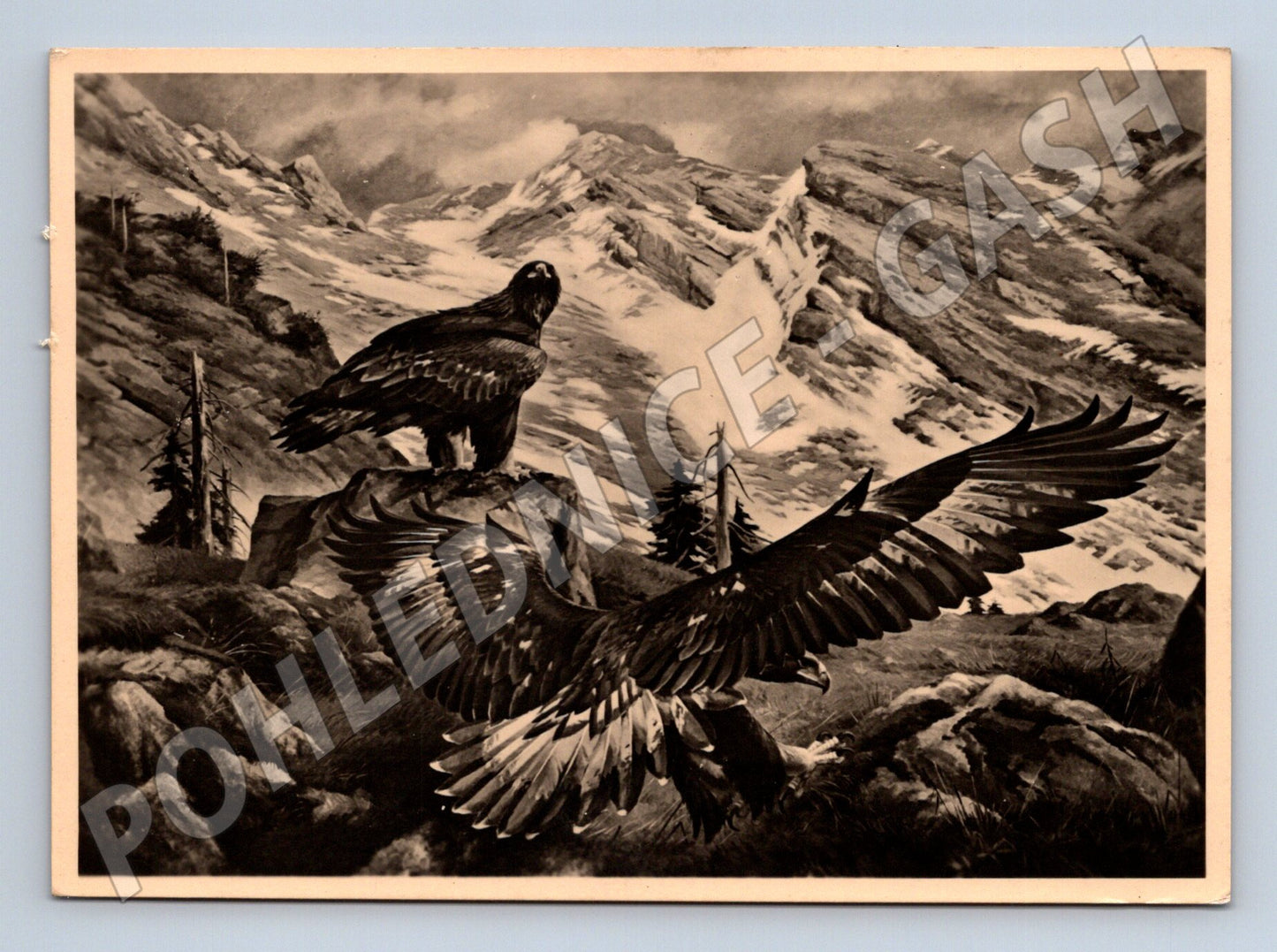Pohlednice orli v Alpách Steinadler (M21665)