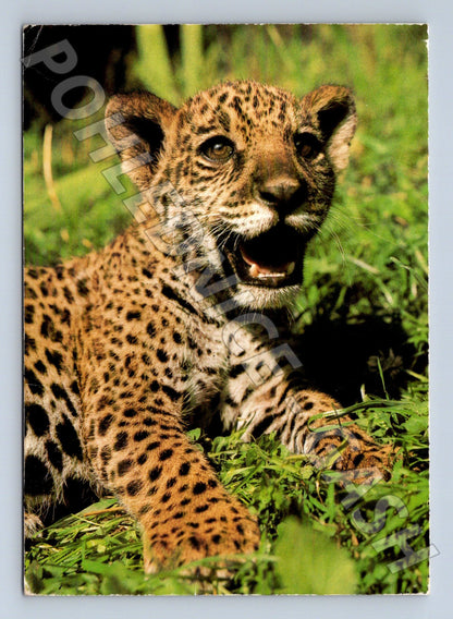 Pohlednice leopard zaslaná 1990 (M21668)