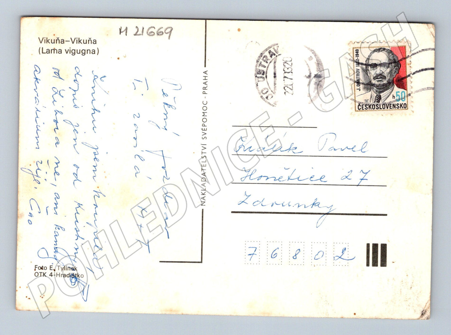 Pohlednice vikuně Lama vicugna 1980 (M21669)
