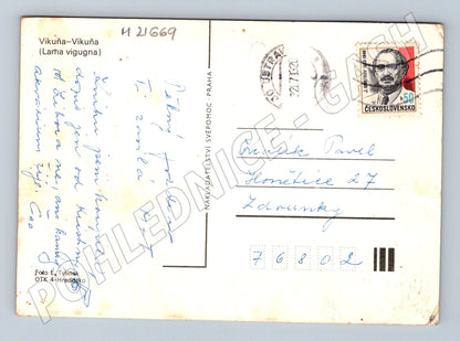 Pohlednice vikuně Lama vicugna 1980 (M21669)