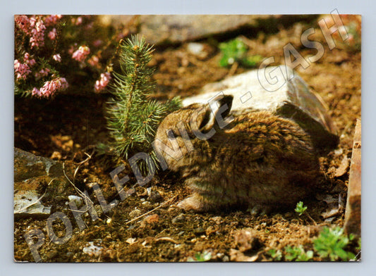 Pohlednice zajíček prošlá 1992 (M21670)