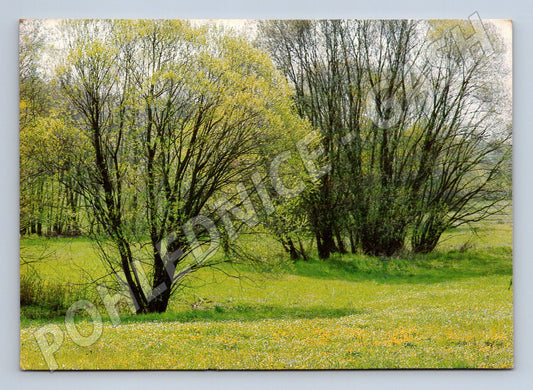 Pohlednice Příroda stromy louka 1988 (M22156)