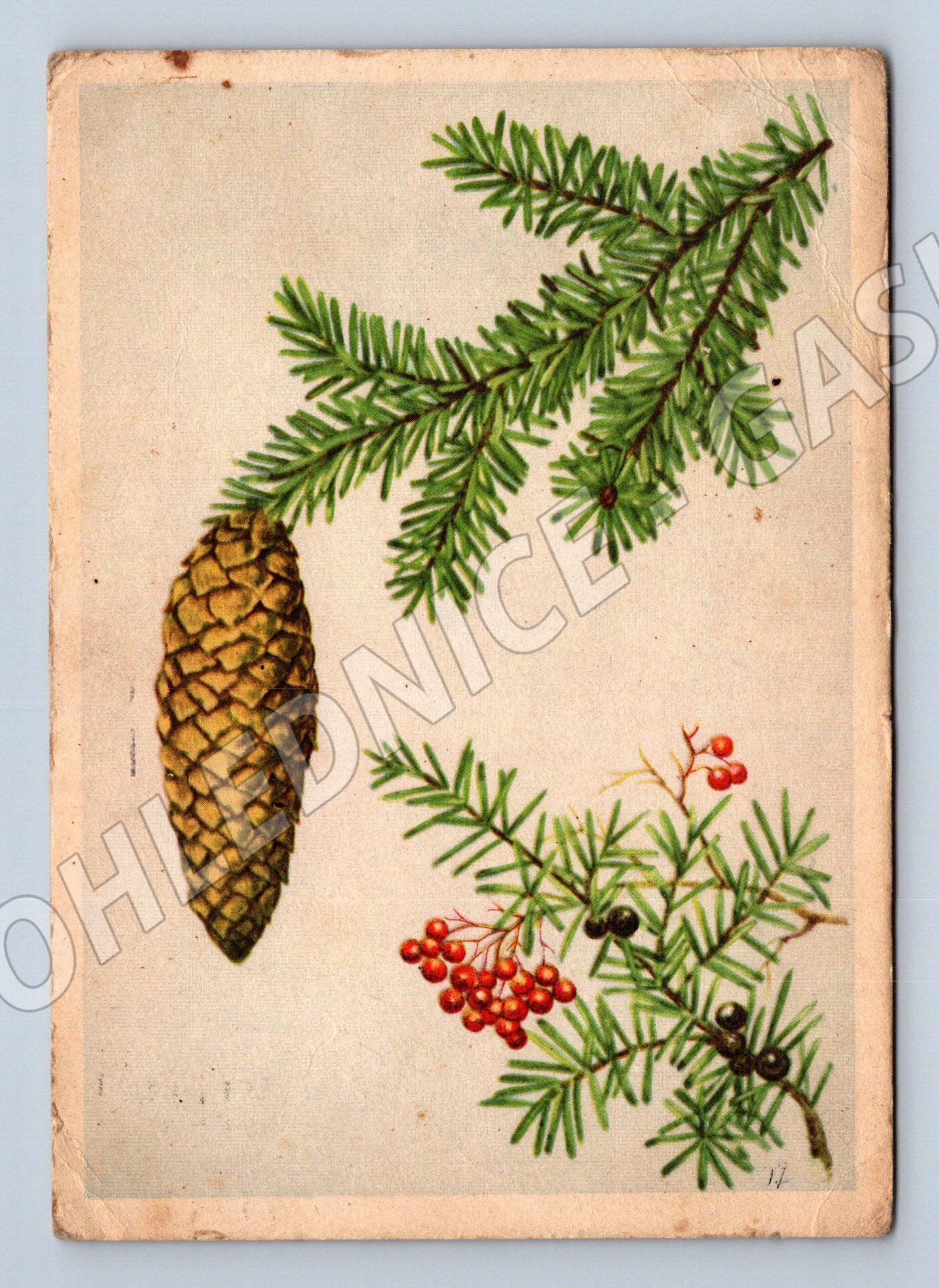 Pohlednice Německo jehličí šiška bobule 1943 (M22239)