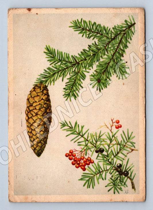 Pohlednice Německo jehličí šiška bobule 1943 (M22239)