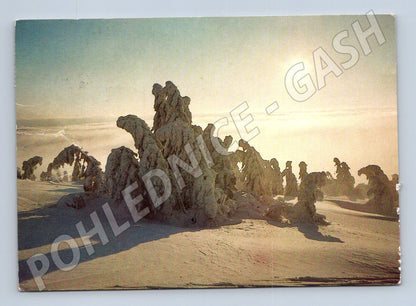 Pohlednice zimní krajina sníh stromy po 1970 (M22260)