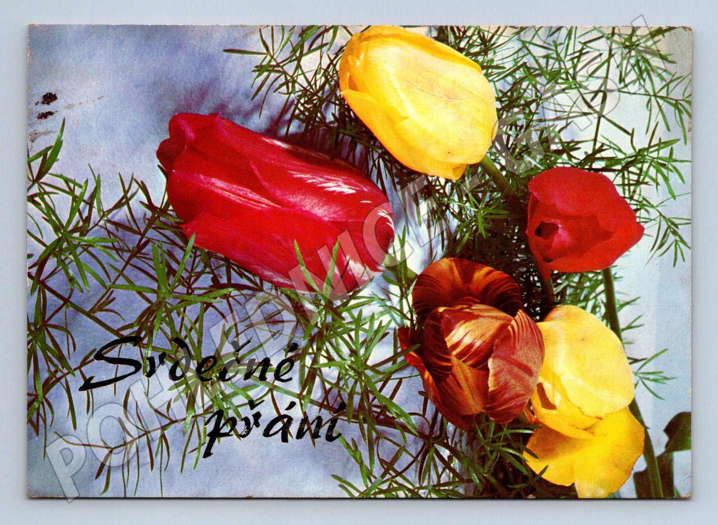Pohlednice Srdečné přání tulipány (M22329)