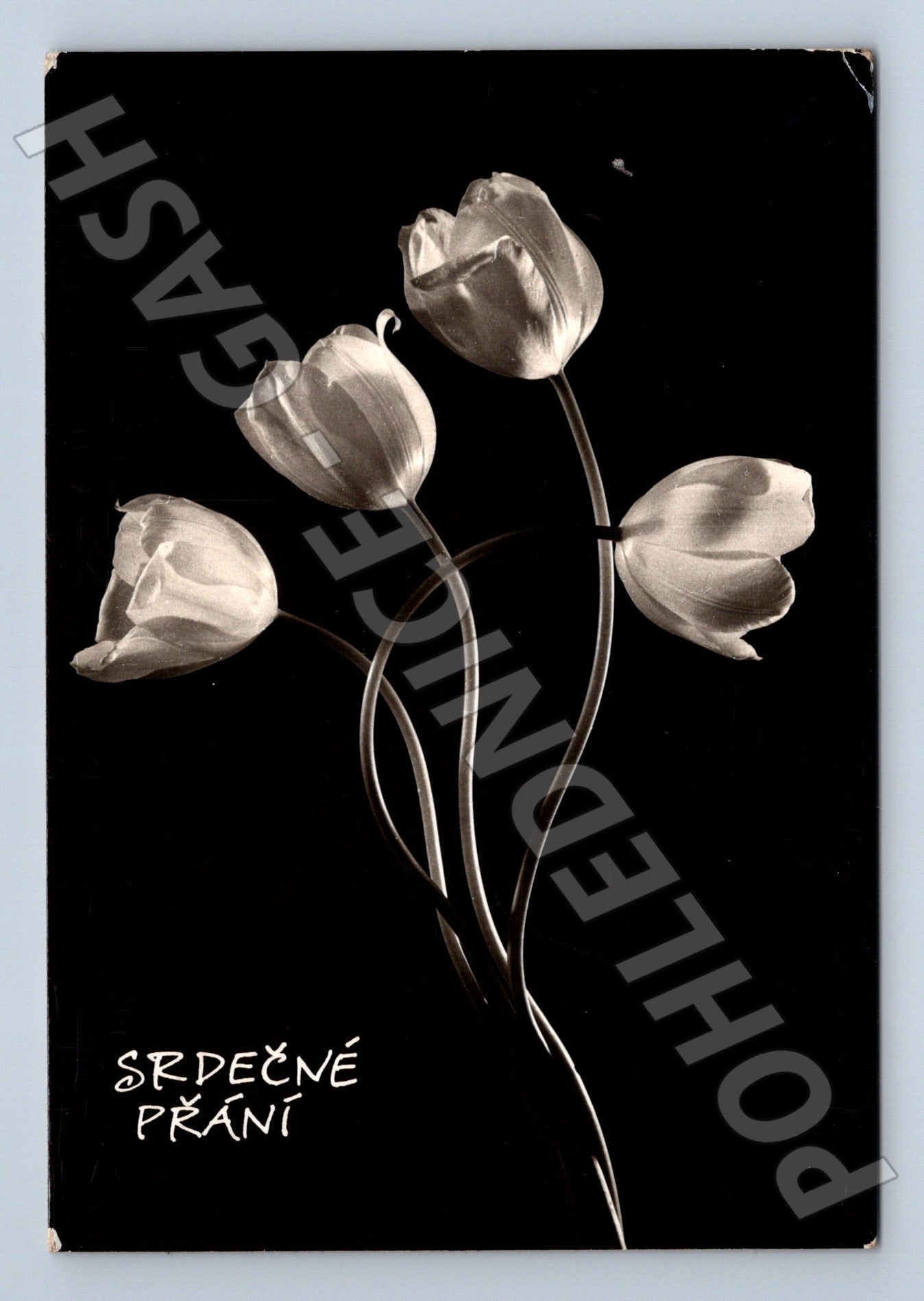 Pohlednice SRDEČNÉ PŘÁNÍ tulipány 1965 (M22335)
