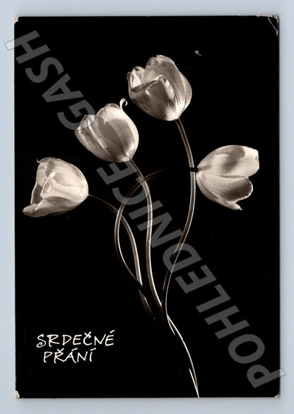 Pohlednice SRDEČNÉ PŘÁNÍ tulipány 1965 (M22335)