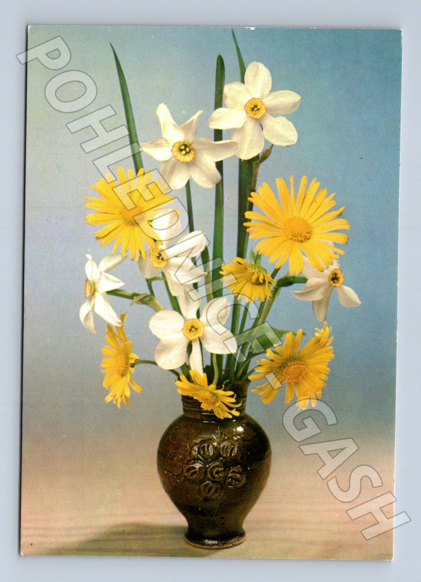 Pohlednice květiny narcisy a kamzičníky (M22339)