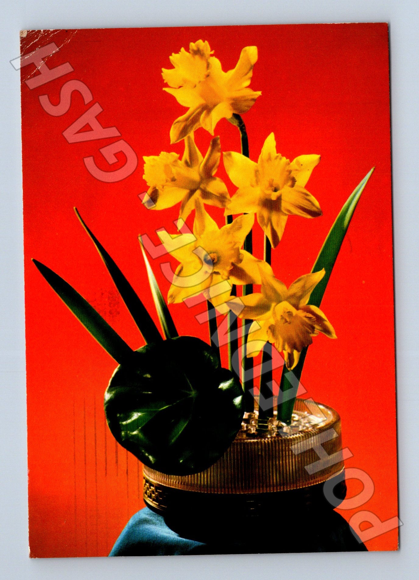 Pohlednice Československo narcisy 1975 (M22354)