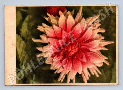 Pohlednice Německo Květina Dahlia (M22367)
