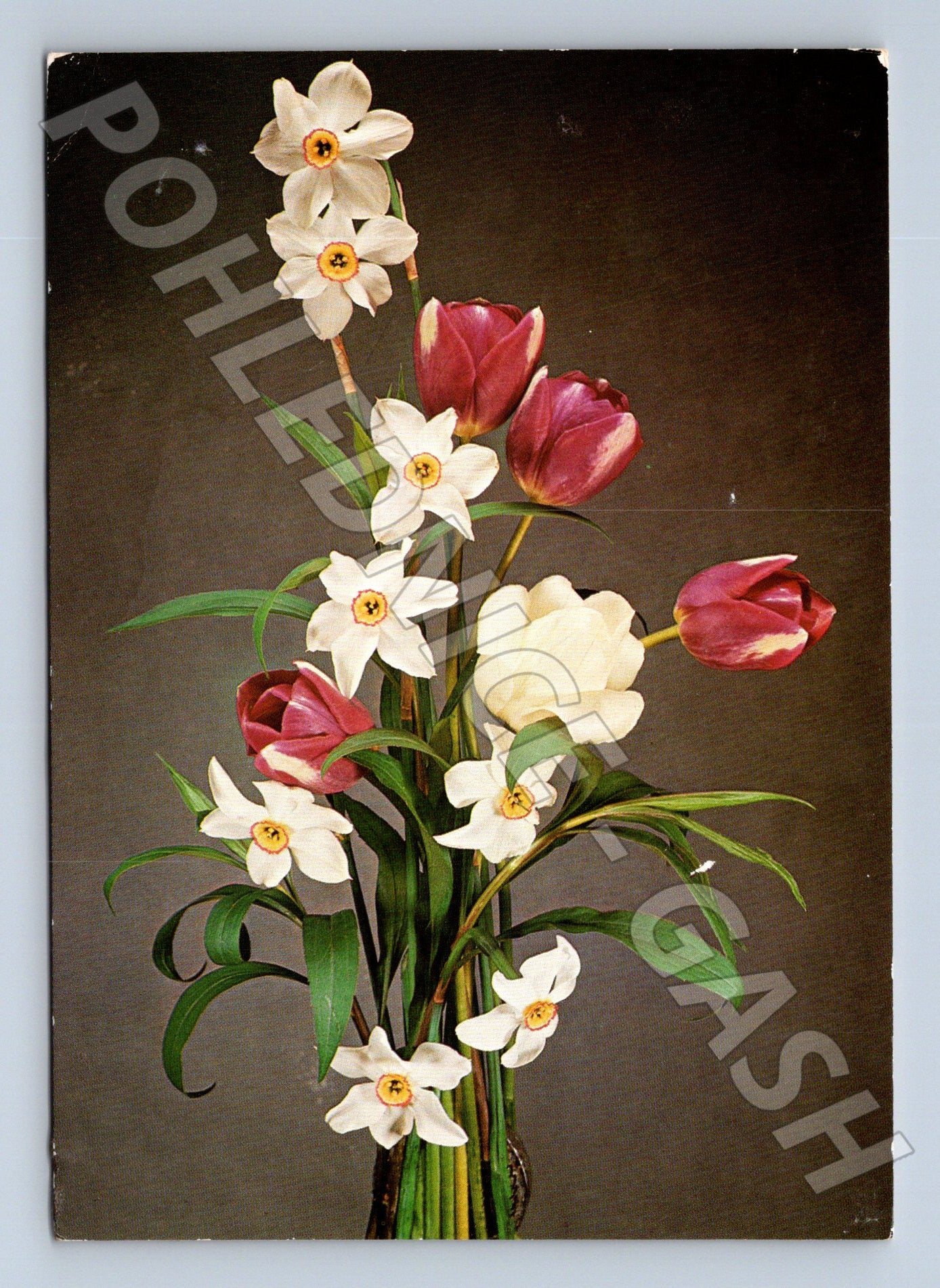 Pohlednice Květiny tulipány narcisy 1993 (M22378)