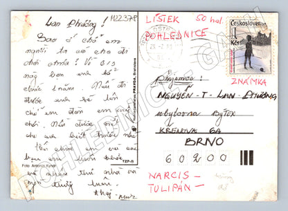 Pohlednice Květiny tulipány narcisy 1993 (M22378)