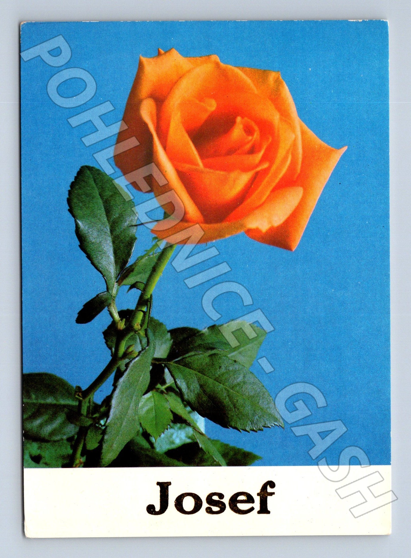 Pohlednice oranžová růže Josef (M22379)