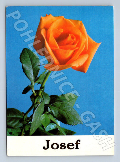 Pohlednice oranžová růže Josef (M22379)
