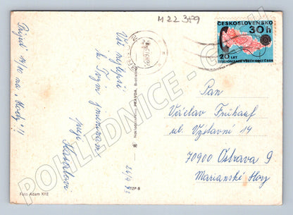 Pohlednice Československo Růže červené a žluté 1968 (M22389)