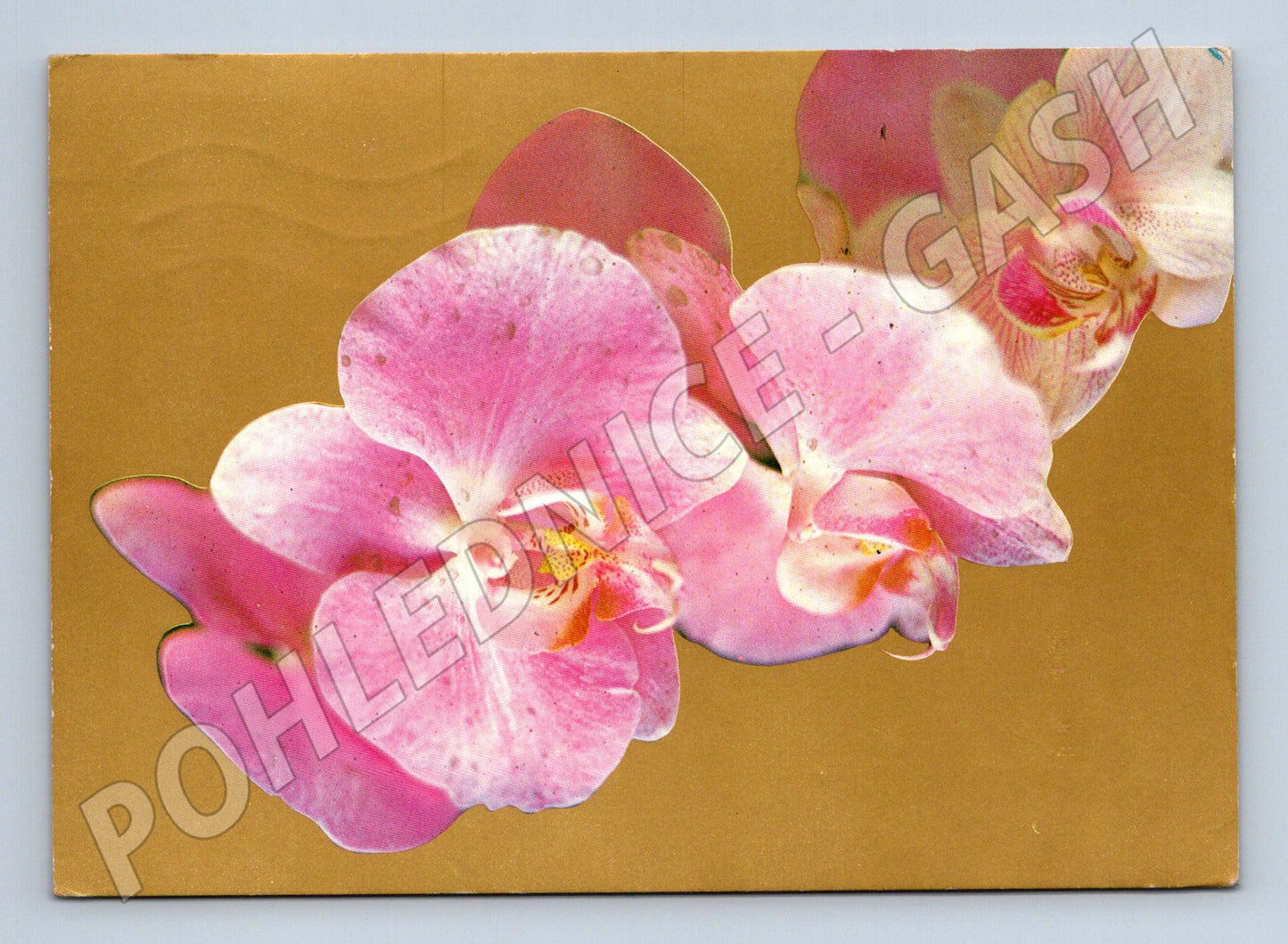Pohlednice orchideje květiny 1979 (M22394)