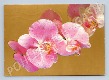 Pohlednice orchideje květiny 1979 (M22394)