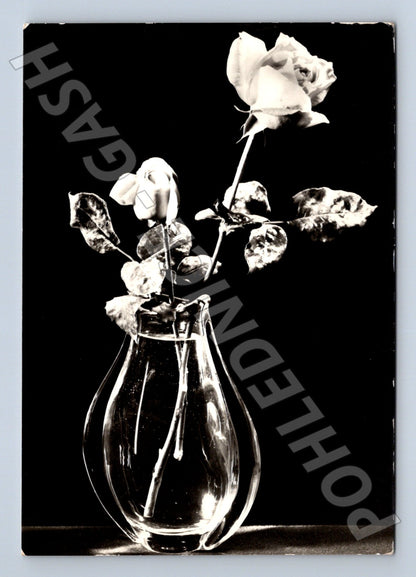 Pohlednice still life růže 1970 (M22415)
