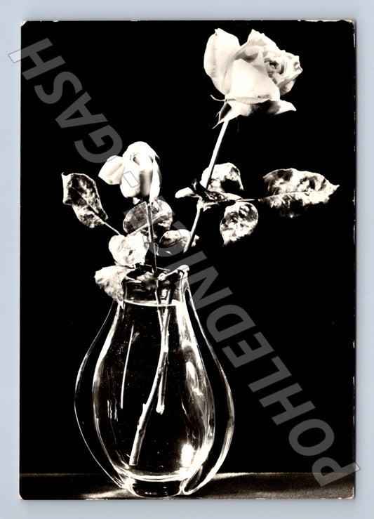 Pohlednice still life růže 1970 (M22415)