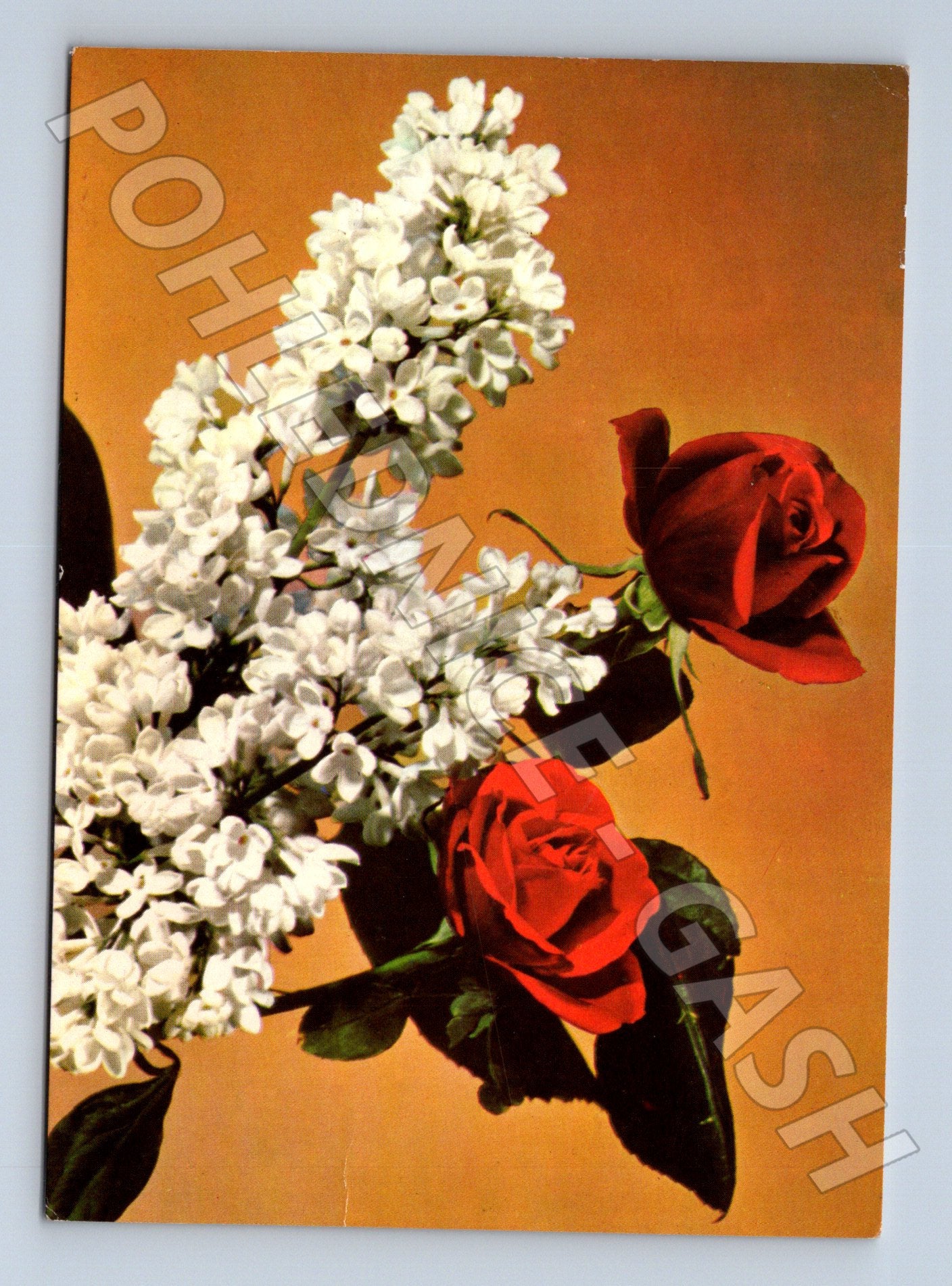 Pohlednice květiny červené růže šeříky 1970 (M22418)