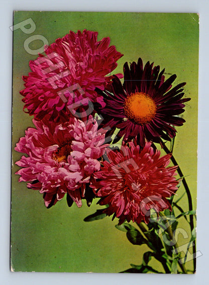 Pohlednice Květiny Astry 1969 (M22423)