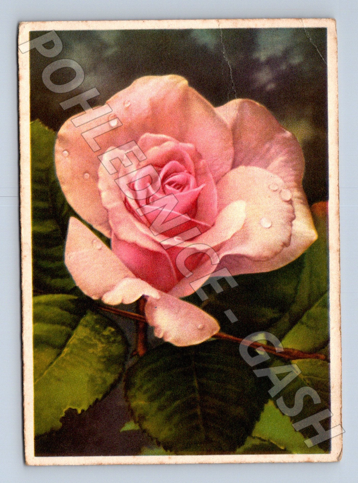 Pohlednice Německo růže s kapkami rosy (M22426)